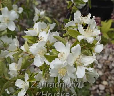 pustoryl - Philadelphus 'Dame Blanche'