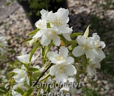 pustoryl - Philadelphus 'Dame Blanche'