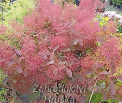 ruj - Cotinus dummeri 'Grace'