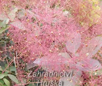 ruj - Cotinus dummeri 'Grace'