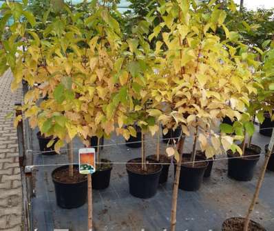 svída - Cornus sanguinea 'Midwinter Fire'