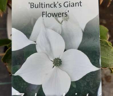 svída - Cornus kousa 'Bultincks Giant Flowers'