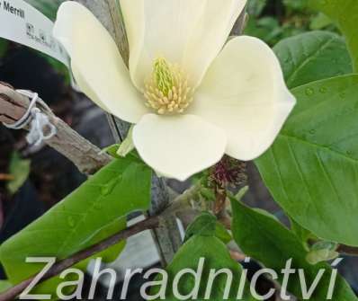 šácholan - Magnolia 'Maxime Merrill'