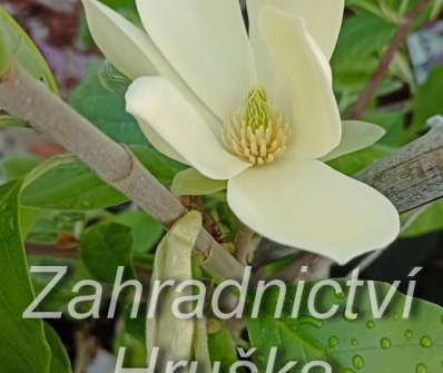 šácholan - Magnolia 'Maxime Merrill'