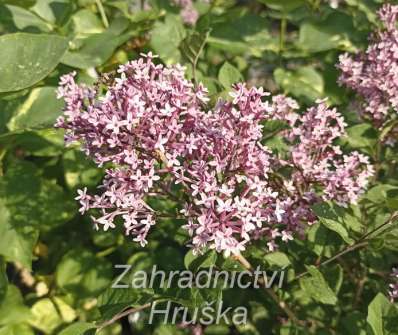 šeřík - Syringa 'Bloomerang Dark Purple'