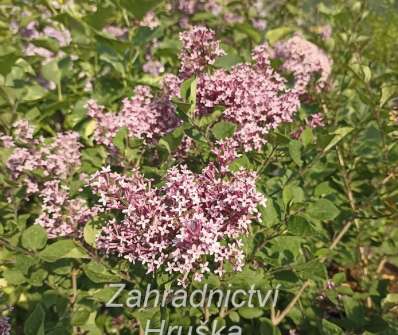 šeřík - Syringa 'Bloomerang Dark Purple'
