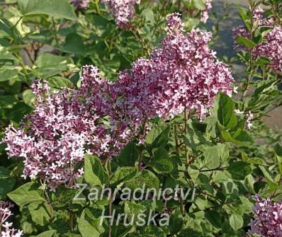 šeřík - Syringa 'Bloomerang Dark Purple'