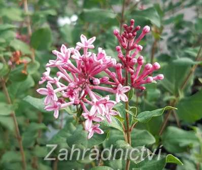 šeřík - Syringa 'Bloomerang Pink Perfume'