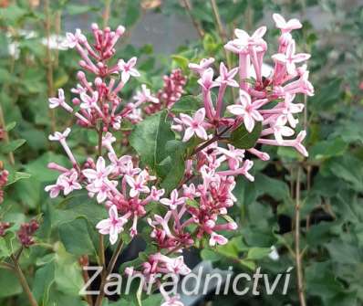 šeřík - Syringa 'Bloomerang Pink Perfume'