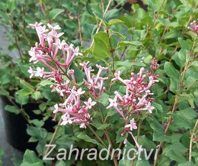 šeřík - Syringa 'Bloomerang Pink Perfume'