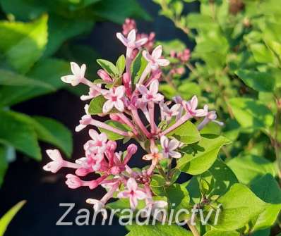 šeřík - Syringa 'Bloomerang Pink Perfume'