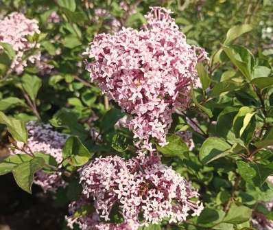 šeřík - Syringa 'Red Pixie'
