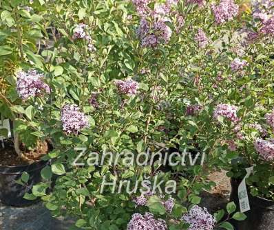 šeřík - Syringa 'Red Pixie'