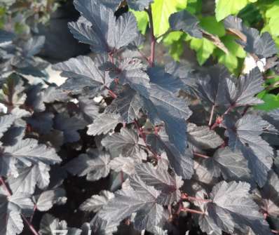 tavola - Physocarpus opulifolius 'Phanter'