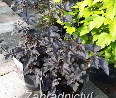 tavola - Physocarpus opulifolius 'Phanter'