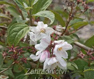 trojpuk - Deutzia rosea 'Carminea'