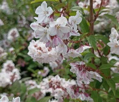 trojpuk - Deutzia rosea 'Carminea'
