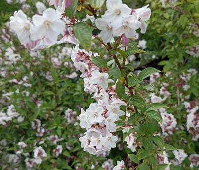 trojpuk - Deutzia rosea 'Carminea'