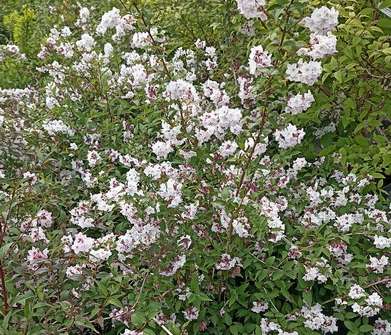 trojpuk - Deutzia rosea 'Carminea'