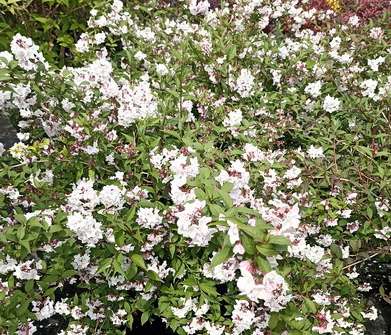 trojpuk - Deutzia rosea 'Carminea'