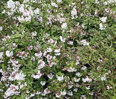 trojpuk - Deutzia rosea 'Carminea'