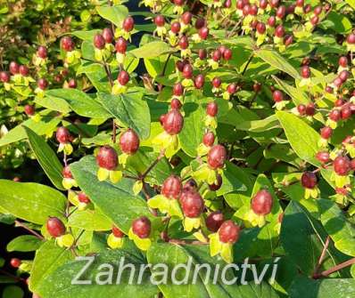 třezalka - Hypericum inodorum 'Excellent Flair'