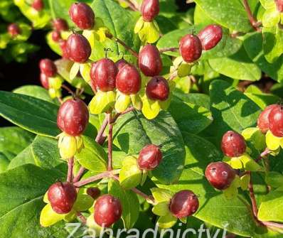 třezalka - Hypericum inodorum 'Excellent Flair'