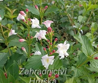 vajgélie - Weigela 'Edouard Andre'