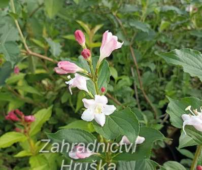 vajgélie - Weigela 'Edouard Andre'