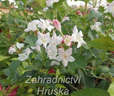 vajgélie - Weigela 'Edouard Andre'