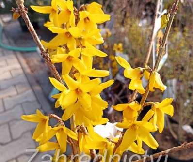 zlatice - Forsythia intermedia 'Goldzauber'