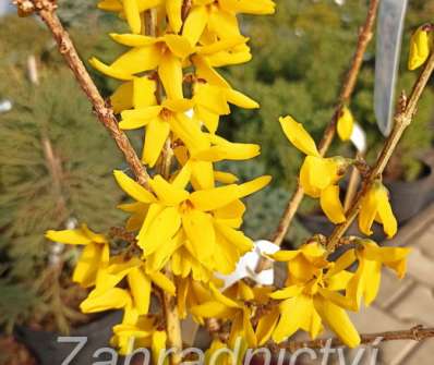 zlatice - Forsythia intermedia 'Goldzauber'