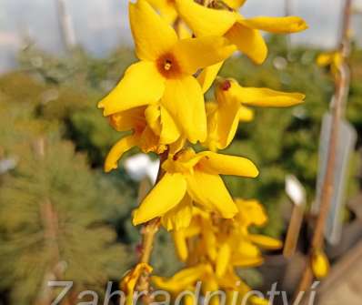 zlatice - Forsythia intermedia 'Goldzauber'