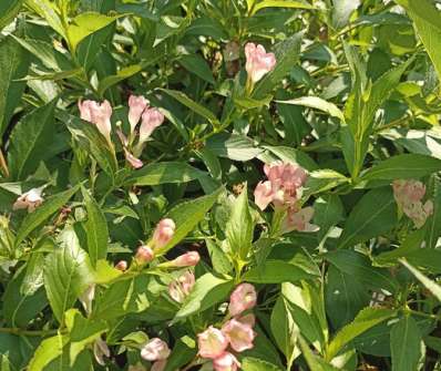 vajgélie - Weigela 'All Summer Peach'