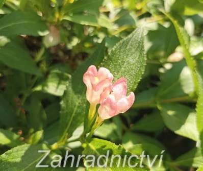 vajgélie - Weigela 'All Summer Peach'