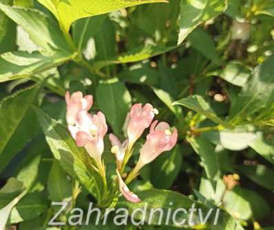 vajgélie - Weigela 'All Summer Peach'