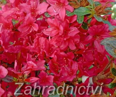 Azalea japonica 'Fridoline'