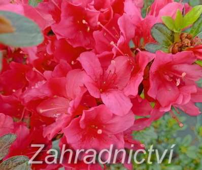 Azalea japonica 'Fridoline'