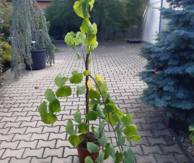 zmarlika - Cercis canadensis 'Vanilla Twist'