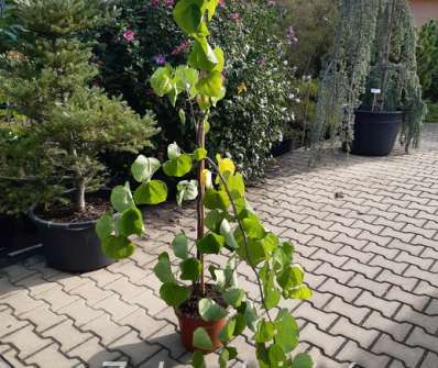 zmarlika - Cercis canadensis 'Vanilla Twist'