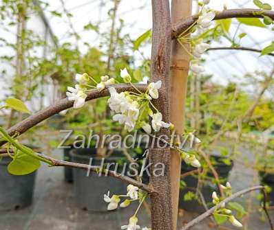 zmarlika - Cercis canadensis 'Vanilla Twist'