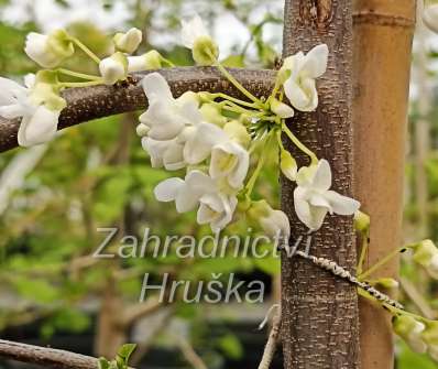zmarlika - Cercis canadensis 'Vanilla Twist'