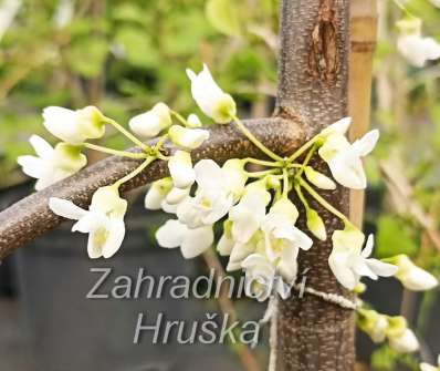 zmarlika - Cercis canadensis 'Vanilla Twist'