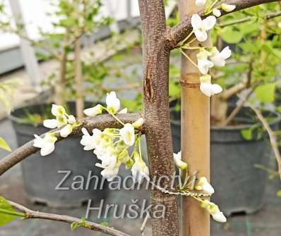 zmarlika - Cercis canadensis 'Vanilla Twist'