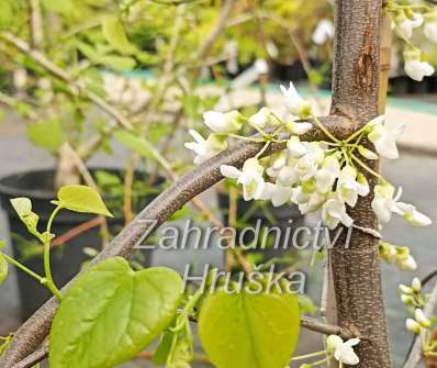 zmarlika - Cercis canadensis 'Vanilla Twist'