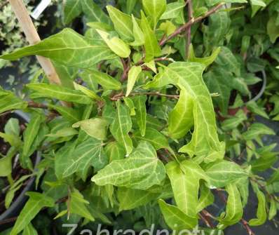 břečťan - Hedera helix 'Green Ripple'