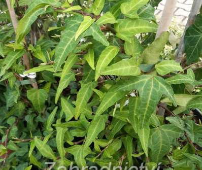 břečťan - Hedera helix 'Green Ripple'