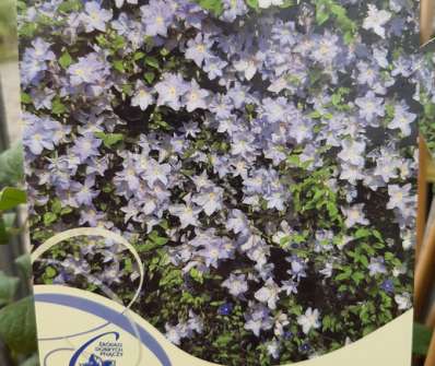plamének - Clematis 'Blue Angel'