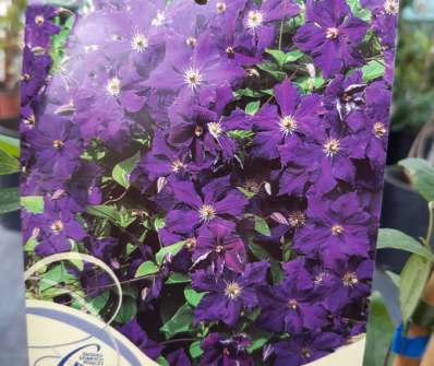 plamének - Clematis 'Grunwald'