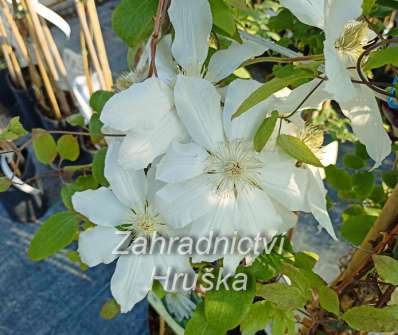 plamének - Clematis 'Halina Noll'